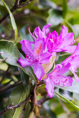 Fleurs de rhododendron sur le Mont de Cerisy-Belle-Etoile.