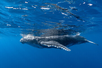 Humpback Whale