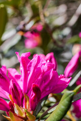 Fototapeta premium Fleurs de rhododendron sur le Mont de Cerisy-Belle-Etoile.