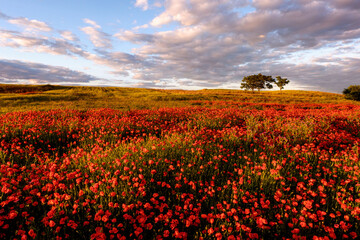 Amapola en primavera, campo de flores rojas, amapolas y ciehlo