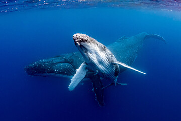 Humpback Whale - obrazy, fototapety, plakaty