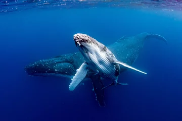 Muurstickers Humpback Whale © Todd Winner