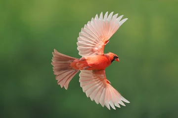 Zelfklevend Fotobehang Northern Cardinal male in flight against summery forest background © Janet