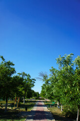 City green park at daytime.