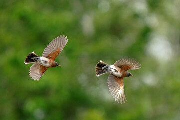 Robin with young robins looking for food, perching in trees and flying off together in summer day