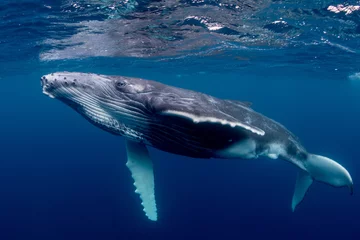 Muurstickers Humpback Whale © Todd Winner