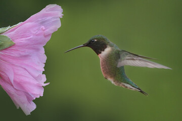 Hummingbird approaching pink flower on sunny early summer day
