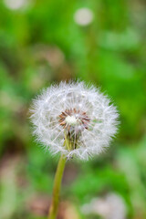 Akène (boule de graines) du pissenlit.