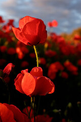 Amapola en primavera, campo de flores rojas, amapolas y ciehlo
