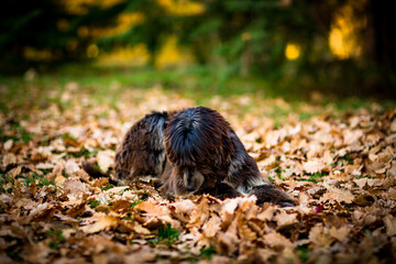 a large purebred dog lies down and looks away