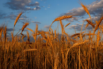campo de cereales y espigas al atardecer en primavera