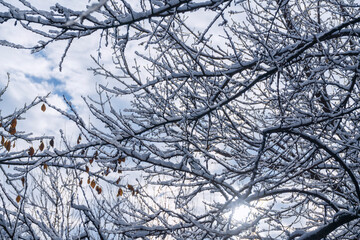 snow-covered tree branches against the blue sky close-up