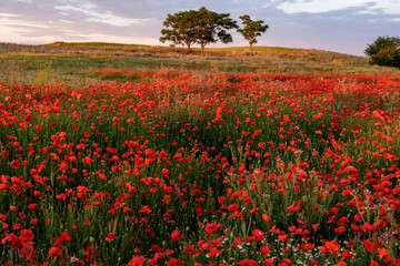 Amapola en primavera, campo de flores rojas, amapolas y ciehlo