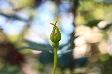 Rose bud close up in the garden in the daytime. Rose bud on a blurred background, selective focus