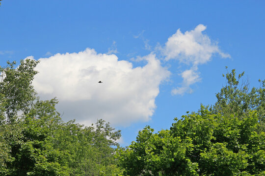 view of a large white cloud in the blue summer sky