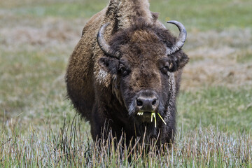 Fototapeta premium Bison cow chewing grass, front view