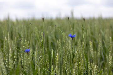 Blaue Blumen im Weizenfeld