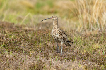 Close up of an adult Eurasian curlew in Summer.  Scientific name: Numenius Arquata.  Facing forward and stood in natural grouse moor habitat during the breeding season.  Swaledale, UK. Space for copy.