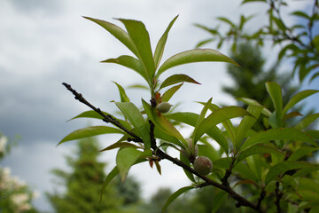 Young fruits on the tree, apricot. 05.06.2021 17:30