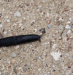 Arion ater | Loche noire ou limace géante mollusque au corps de couleur brun noir foncé, mollusque commun en zone humide de Forêt-Noire Allemagne