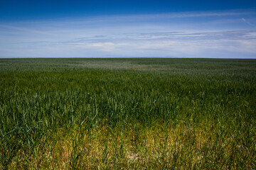 green grass and sky