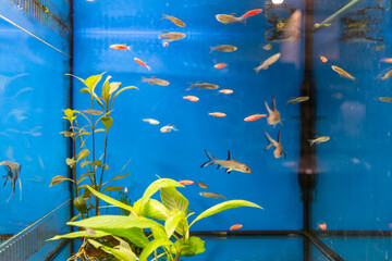 Aquarium fish Pristella maxillaries