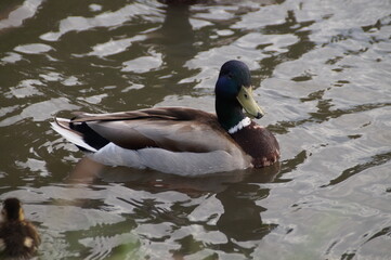 ducks in the lake