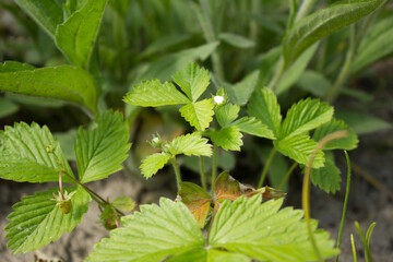 Wild strawberry, 05.06.2021 17:15