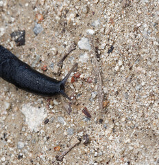 Arion ater | Loche noire ou limace géante mollusque au corps de couleur brun noir foncé