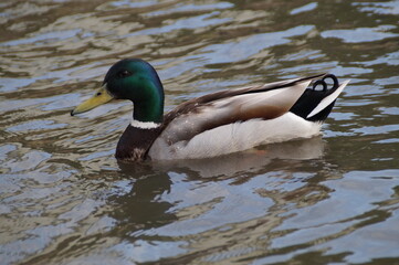 duck on the water