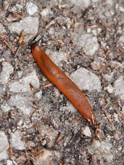(Arion rufus) Grande Loche ou grande limace rouge orangé, mollusque commun en bordure de sentier humide de Forêt-Noire Allemagne