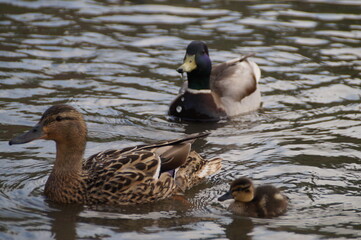 duck and ducklings