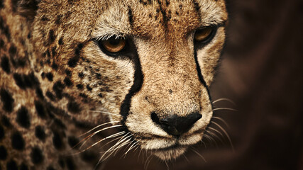 portrait of a cheetah