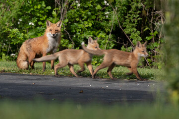 fox