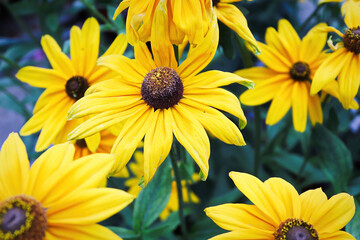 Clusters of yellow rudbeckia flowers blooming in the garden