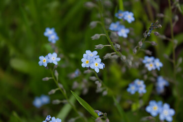 Forget-me-not flower. 05.06.2021 17:30