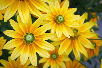 Clusters of yellow rudbeckia flowers blooming in the garden - obrazy, fototapety, plakaty