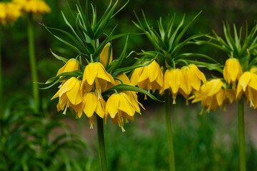 Fritillaria imperialis growing in the garden. Crown imperial is a species of flowering plant in the lily family, sort Lutea with yellow flowers