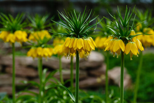 Fritillaria imperialis “Lutea Maxima” (crown imperial, imperial fritillary or Kaiser's crown) is a species of flowering plant in the lily family.