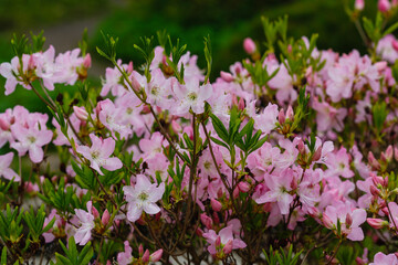 Fototapeta premium Flowering bushes with light lilac Rhododendron schlippenbachii gentle flowers in spring garden 