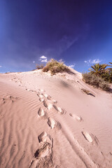 Sand dunes in National Park of Nabq, Sharm El Sheikh, Egypt.