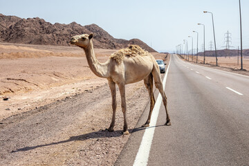 Wild camel on the road on the desert. South Sinai, Egypt.