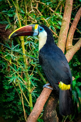 Colorful tucan