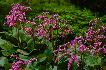 Flowers of bergenia. crassifolia in spring garden. Bergenia crassifolia blooms in the spring park. 