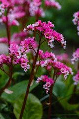 Flowers of bergenia. crassifolia in spring garden. Bergenia crassifolia blooms in the spring park. 