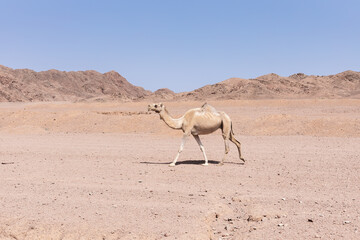 Wild camel on the desert in south Sinai, Egypt.