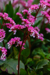 Flowers of bergenia. crassifolia in spring garden. Bergenia crassifolia blooms in the spring park. 