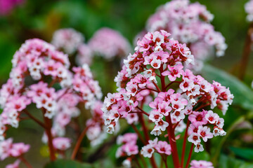 Flowers of bergenia. crassifolia in spring garden. Bergenia crassifolia blooms in the spring park. 