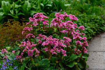Flowers of bergenia. crassifolia in spring garden. Bergenia crassifolia blooms in the spring park. 