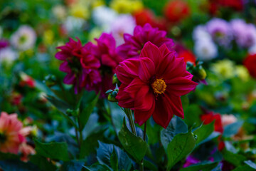 Annuals dahlias in garden. 